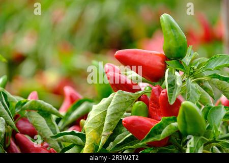 Die Pfefferplantage vom Steppen de Corti Stockfoto