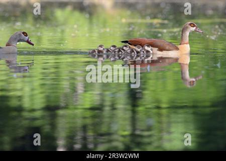 Nilgeans und Goessel (Alopochen aegyptiaca), Niedersachsen, Deutschland Stockfoto