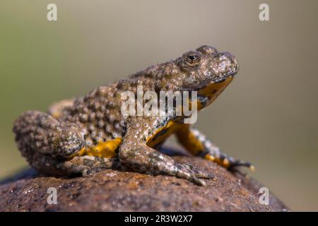 Gelbbauchkröte (Bombina variegata), Bulgarisch Stockfoto