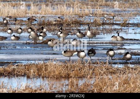 Kanadische Gänse (Branta canadensis), die in überfluteter Feldkanadense ruhen, Provinz Quebec, Kanada Stockfoto