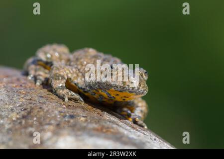 Gelbbauchkröte (Bombina variegata), Bulgarisch Stockfoto