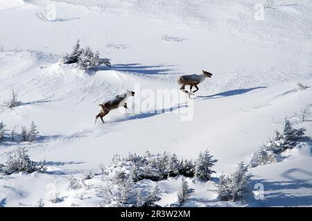 Waldkaribus (Rangifer tarandus), Caribou-Gebirgskotyp, Gaspesie-Nationalpark, Quebec, Kanada Stockfoto