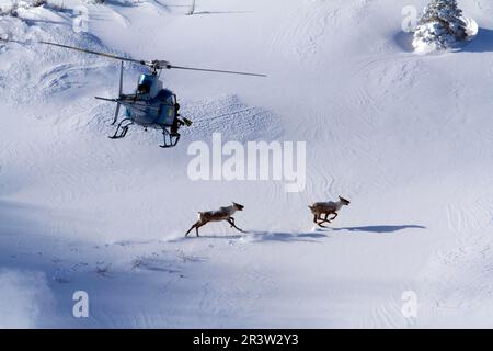 Hubschrauber über Karibus (Rangifer tarandus), Mount Albert, Caribou Mountain Öko-Typ, Gaspesie-Nationalpark, Quebec, Kanada Stockfoto