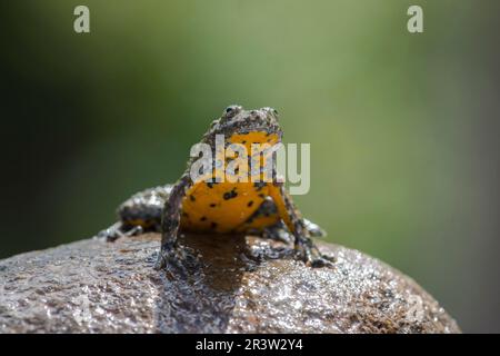 Gelbbauchkröte (Bombina variegata), Bulgarisch Stockfoto