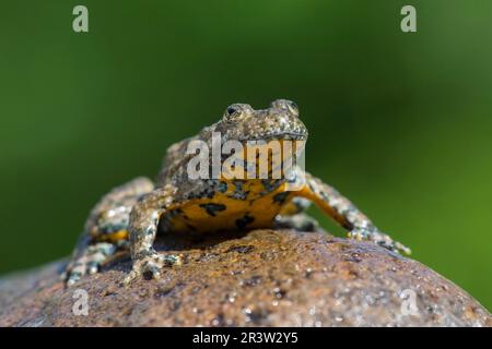 Gelbbauchkröte (Bombina variegata), Bulgarisch Stockfoto