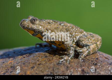 Gelbbauchkröte (Bombina variegata), Bulgarisch Stockfoto