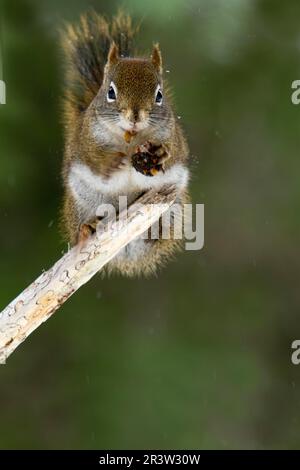 Rotes Eichhörnchen fressende Fichtenkonus (Tamiasciurus hudsonicus), Gaspesie-Nationalpark, Quebec, Kanada Stockfoto