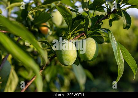 Nahaufnahme einer unreifen sauren Pflaume auf dem Baum Stockfoto