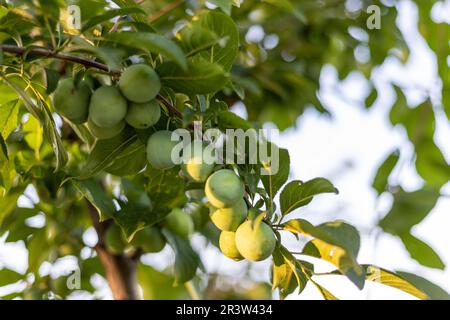 Ein Haufen unreifer, grüner, kleiner Pflaumen auf dem Ast eines Obstbaums Stockfoto