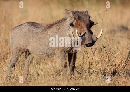 Warthog (Phacochoerus africanus) Eber, Chobe River, Botsuana, Afrika Stockfoto