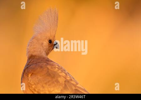 Grauer Abreitvogel, Namibia, Afrika (Corythaixoides concolor) Stockfoto