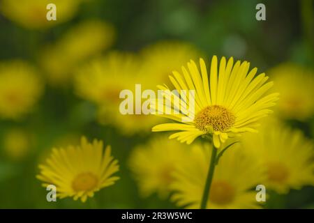 Doronicum plantagineum der Plantagenleopardenbane. Stockfoto