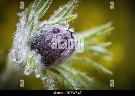 Nahaufnahme von Pulsatilla vulgaris bedeckt mit Regentropfen. Stockfoto