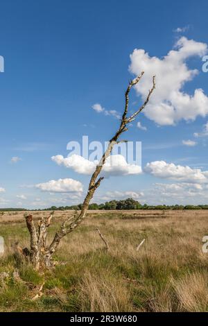 Betula pubescens, tote Sumpfbirke in Oppenweher Moor Stockfoto