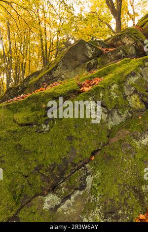 Tecklenburg, Hexenküche, Stein mit Moos, Tecklenburger Land, Nordrhein-Westfalen Stockfoto