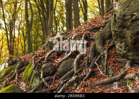 Tecklenburg, Hexenküche, Baumwurzeln, Tecklenburger Land, Nordrhein-Westfalen Stockfoto