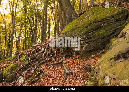 Tecklenburg, Hexenküche, Baumwurzeln, Felsen, Tecklenburger Land, Nordrhein-Westfalen Stockfoto