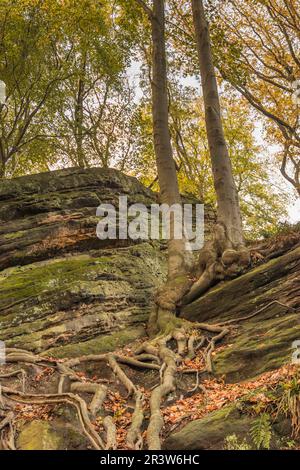 Tecklenburg, Hexenküche, Baumwurzeln, Felsen, Tecklenburger Land, Nordrhein-Westfalen Stockfoto