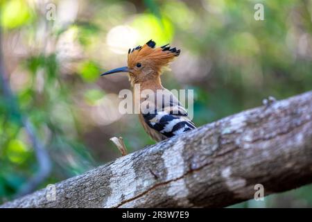 Madagaskar Hoopoe, Upupa marginata, Isalo Madagaskar Wildtiere Stockfoto