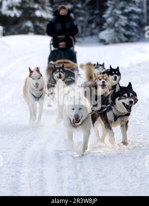 Reinrassige Hunde schieben Einen Schlitten an Einem sonnigen Wintertag durch den Schnee Stockfoto
