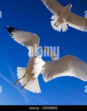 Möwen fliegen über Einem lokalen Strand auf der Suche nach Essen Stockfoto