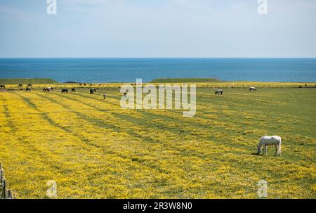 Pferde grasen auf einem Feld mit Blick auf die Nordsee in Whitburn, Tyne and Wear, England, Großbritannien Stockfoto