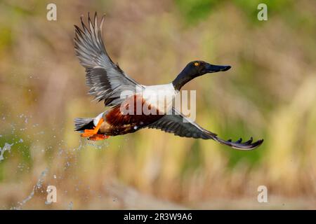 Nordschaufel (Spatula clypeata, Seitenansicht eines erwachsenen Mannes im Flug, Kampanien, Italien Stockfoto