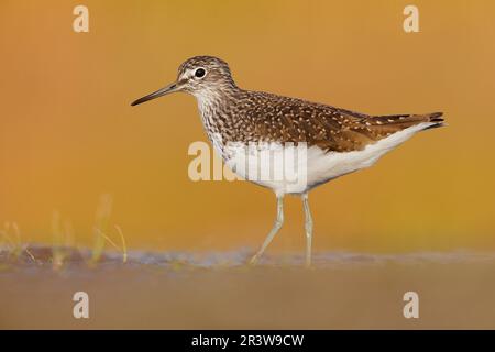 Grüner Sandpiper (Tringa ochropus), Seitenansicht eines Erwachsenen, der auf dem Schlamm steht, Kampanien, Italien Stockfoto