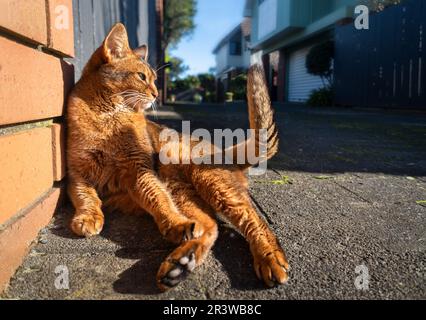 Katze entspannt unter der Sonne an einer Backsteinmauer an einer Straßenecke. Stockfoto