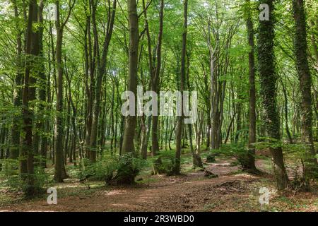 Hermannsweg im Teutoburger Wald bei Lengerich, Nordrhein-Westfalen Stockfoto