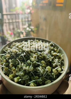 Hand haltende Mungbohnen-/Grüngramm-Sprossen in einer Keramikschüssel/einem Balkongarten Stockfoto