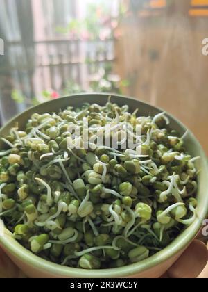Hand haltende Mungbohnen-/Grüngramm-Sprossen in einer Keramikschüssel/einem Balkongarten Stockfoto