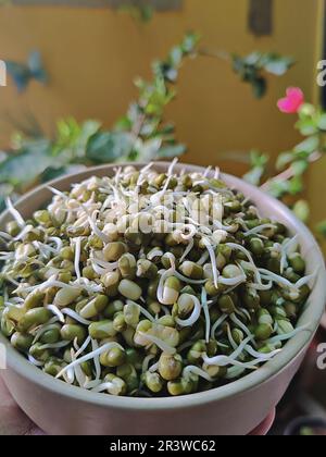 Hand haltende Mungbohnen-/Grüngramm-Sprossen in einer Keramikschüssel/einem Balkongarten Stockfoto