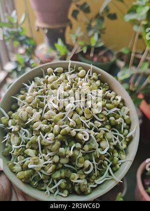 Hand haltende Mungbohnen-/Grüngramm-Sprossen in einer Keramikschüssel/einem Balkongarten Stockfoto