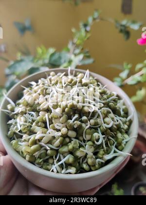Hand haltende Mungbohnen-/Grüngramm-Sprossen in einer Keramikschüssel/einem Balkongarten Stockfoto