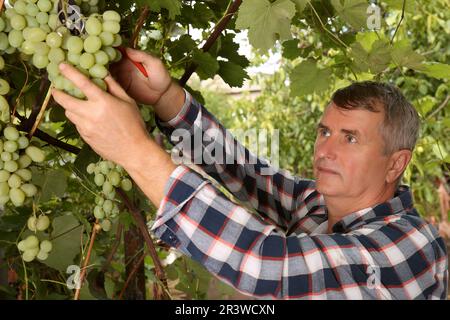 Bauer mit Gartenscheren, die im Garten reife Trauben pflücken Stockfoto