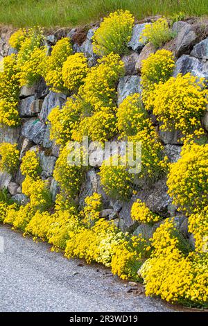 Blumenmatten von Alyssum an einer Steinmauer in den schweizer alpen Stockfoto