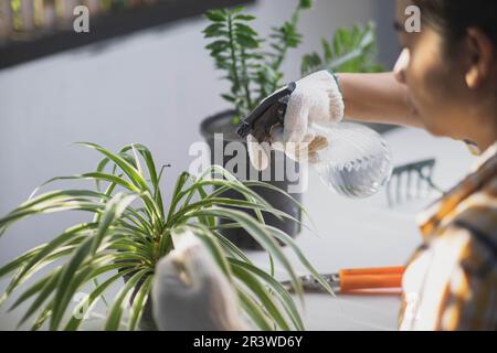 Junge Gärtnerin mit nebeligem Spray zur Bewässerung von Zimmerpflanzen. Nahaufnahme von weiblichen Händen in Handschuhen zur Pflege kleiner Pflanzen in Töpfen. Der Besitzer startet klein Stockfoto
