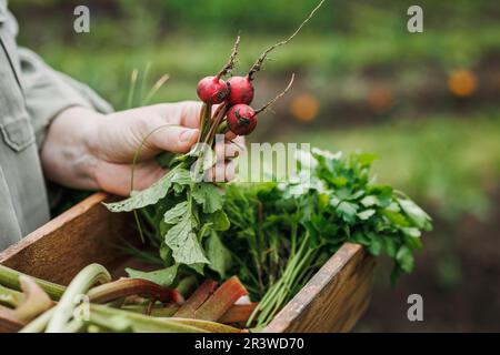 Frisch gepflückter Rettich aus dem Gemüsegarten. Frau mit Holzkiste und geerntetem Bio-Essen Stockfoto