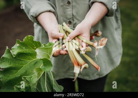 Rhabarberernte im Bio-Garten. Eine Frau, die Rhabarberstiel in der Hand hält Stockfoto