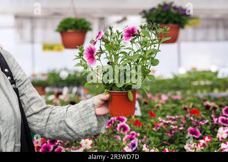 Eine Frau, die im Gartencenter eine Kalibrachoa-Blume einkauft. Hybride Petunia-Pflanze Stockfoto