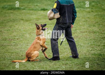 Belgische malinois arbeiten mit einem Polizeihund-Handler. Tiergehorsamstraining Stockfoto