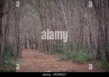 La Mola Wald Stockfoto