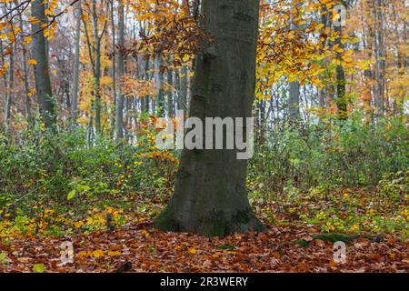 Buchenwald im Herbst, Niedersachsen, Deutschland Stockfoto