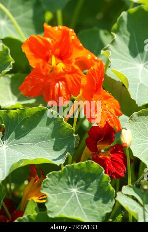 Orangen-Nasturtium-Blumen im Garten. Stockfoto