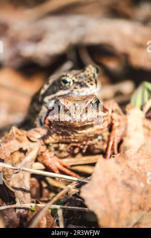 Zwei grüne Frösche in der Brutsaison. Stockfoto