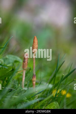 Equisetum arvense, der Feldschachtel oder Schachtelhalm, ist eine mehrjährige krautige Pflanze der Familie Equisetaceae. Schachtelhalmpflanze Equisetum arv Stockfoto
