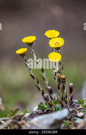 Gelber Kaltfuss - Tussilago farfara - Blüten im Frühling Stockfoto