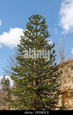 Araucaria araucana, chilenische Kiefer, andere gebräuchliche Namen sind Affenrätsel und Affenschwanz Stockfoto