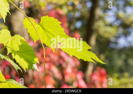 Carya cordiformis, bekannt als Bitternut-Hickory und Sumpf-Hickory Stockfoto